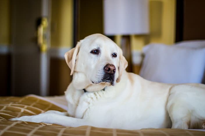 pet-friendly